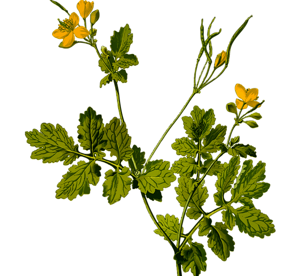 erba per alleviare il dolore ai testicoli negli uomini